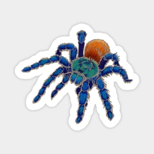 Greenbottle Blue Tarantula with Khaki Outline Sticker